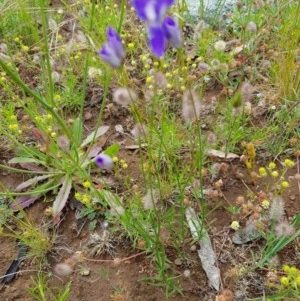 Wahlenbergia luteola at Watson, ACT - 9 Nov 2020