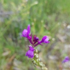 Linaria pelisseriana (Pelisser's Toadflax) at Watson, ACT - 9 Nov 2020 by jamiebarney