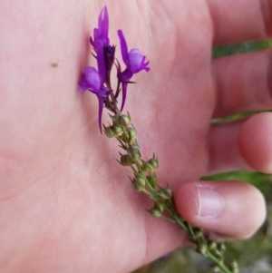 Linaria pelisseriana at Watson, ACT - 9 Nov 2020