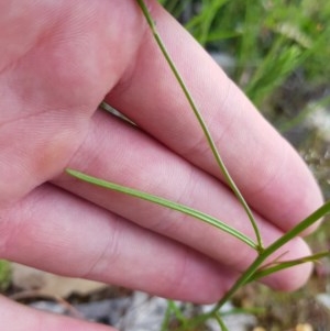 Linaria pelisseriana at Watson, ACT - 9 Nov 2020