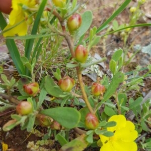 Hibbertia obtusifolia at Watson, ACT - 9 Nov 2020 09:47 AM