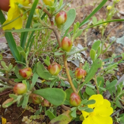 Hibbertia obtusifolia (Grey Guinea-flower) at Watson, ACT - 9 Nov 2020 by jamiebarney