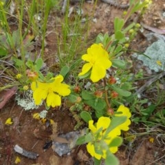 Hibbertia obtusifolia at Watson, ACT - 9 Nov 2020