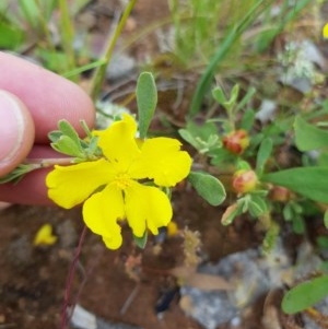 Hibbertia obtusifolia at Watson, ACT - 9 Nov 2020