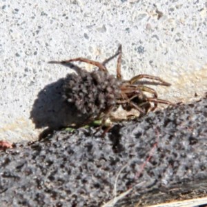 Lycosidae (family) at Throsby, ACT - 17 Nov 2020