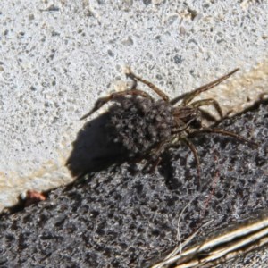 Lycosidae (family) at Throsby, ACT - 17 Nov 2020