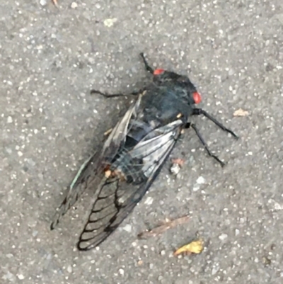 Psaltoda moerens (Redeye cicada) at Fyshwick, ACT - 17 Nov 2020 by YellowButton