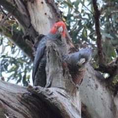 Callocephalon fimbriatum (Gang-gang Cockatoo) at GG38 - 17 Nov 2020 by JackyF