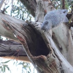 Callocephalon fimbriatum at Hughes, ACT - 17 Nov 2020