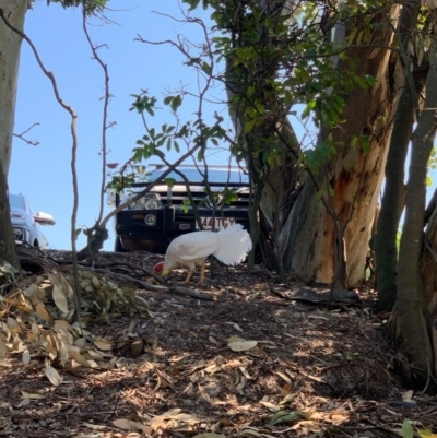 Alectura lathami (Australian Brush-turkey) at Noosa Heads, QLD - 16 Nov 2020 by CaitlinW