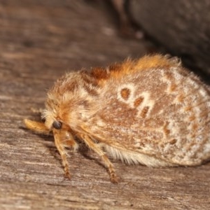 Pseudanapaea (genus) at Melba, ACT - 11 Nov 2020