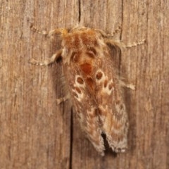 Pseudanapaea (genus) at Melba, ACT - 11 Nov 2020