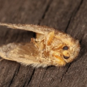 Pseudanapaea (genus) at Melba, ACT - 11 Nov 2020