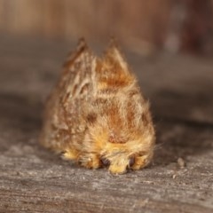 Pseudanapaea (genus) at Melba, ACT - 11 Nov 2020