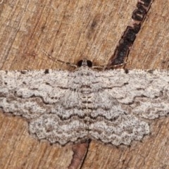 Psilosticha absorpta (Fine-waved Bark Moth) at Melba, ACT - 11 Nov 2020 by kasiaaus
