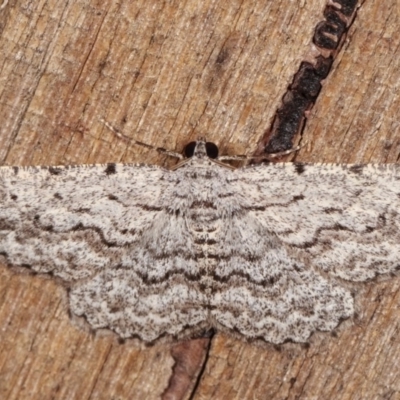 Psilosticha absorpta (Fine-waved Bark Moth) at Melba, ACT - 11 Nov 2020 by kasiaaus