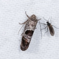 Eupselia beatella at Melba, ACT - 11 Nov 2020