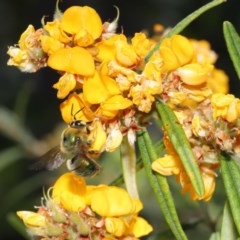 Xylocopa (Lestis) aerata at Acton, ACT - 17 Nov 2020