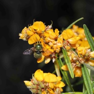 Xylocopa (Lestis) aerata at Acton, ACT - 17 Nov 2020