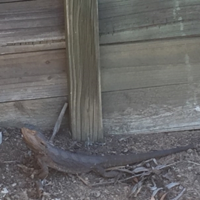 Pogona barbata (Eastern Bearded Dragon) at Aranda, ACT - 17 Nov 2020 by JohnGiacon