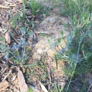 Eryngium ovinum at Belconnen, ACT - 17 Nov 2020