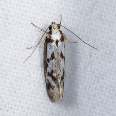 Eusemocosma pruinosa (Philobota Group Concealer Moth) at Melba, ACT - 11 Nov 2020 by kasiaaus