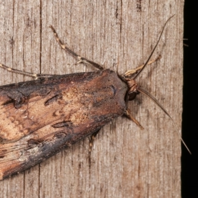 Agrotis ipsilon (Agrotis ipsilon) at Melba, ACT - 11 Nov 2020 by kasiaaus