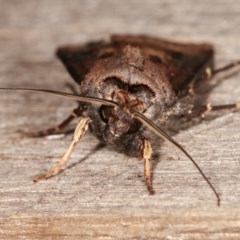 Agrotis ipsilon at Melba, ACT - 11 Nov 2020