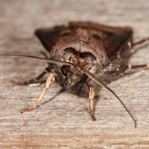 Agrotis ipsilon at Melba, ACT - 11 Nov 2020 10:03 PM