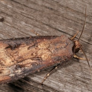 Agrotis ipsilon at Melba, ACT - 11 Nov 2020