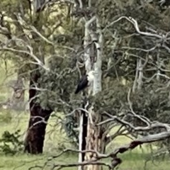 Ardea pacifica (White-necked Heron) at Googong, NSW - 18 Nov 2020 by Wandiyali