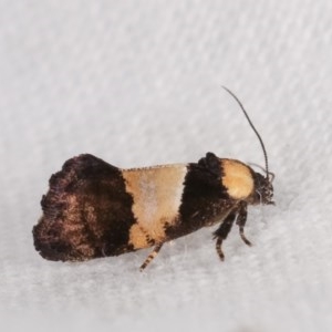 Eupselia axiepaena at Melba, ACT - 11 Nov 2020