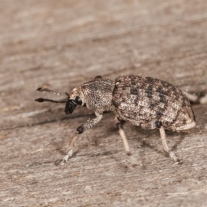 Rhinaria sp. (genus) at Melba, ACT - 11 Nov 2020 09:59 PM