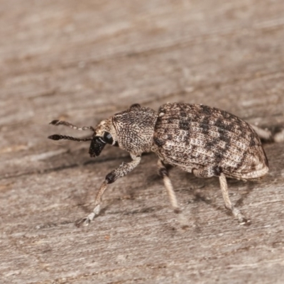 Rhinaria sp. (genus) (Unidentified Rhinaria weevil) at Melba, ACT - 11 Nov 2020 by kasiaaus