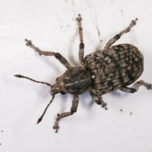 Rhinaria sp. (genus) at Melba, ACT - 11 Nov 2020 09:59 PM