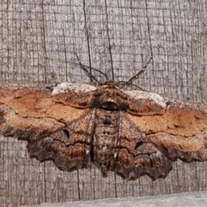 Pholodes sinistraria at Melba, ACT - 11 Nov 2020 10:12 PM