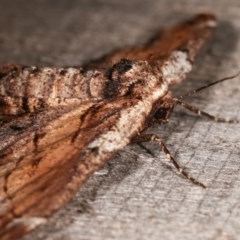 Pholodes sinistraria at Melba, ACT - 11 Nov 2020