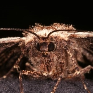 Pholodes sinistraria at Melba, ACT - 11 Nov 2020