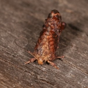 Peritropha oligodrachma at Melba, ACT - 11 Nov 2020 10:15 PM