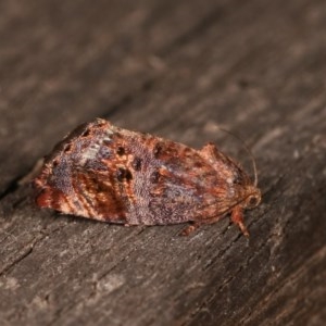 Peritropha oligodrachma at Melba, ACT - 11 Nov 2020 10:15 PM