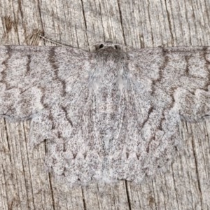 Crypsiphona ocultaria at Melba, ACT - 11 Nov 2020 10:15 PM