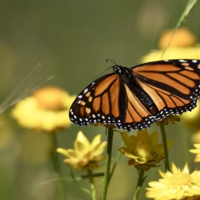 Danaus plexippus (Monarch) at Googong Foreshore - 16 Nov 2020 by epic