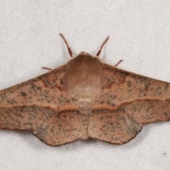 Antictenia punctunculus (A geometer moth) at Melba, ACT - 11 Nov 2020 by kasiaaus
