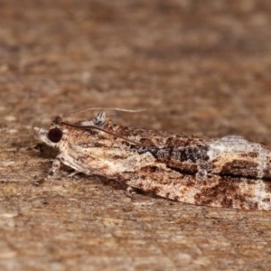 Thrincophora lignigerana at Melba, ACT - 11 Nov 2020 10:24 PM