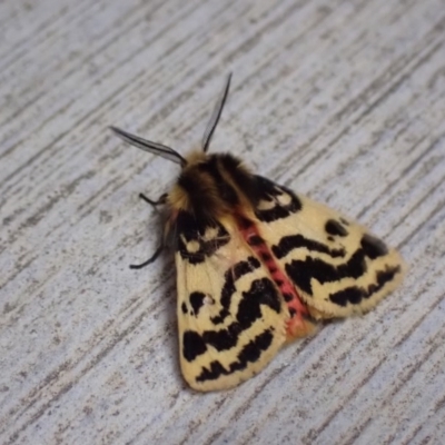 Ardices curvata (Crimson Tiger Moth) at Pialligo, ACT - 18 Nov 2020 by FeralGhostbat