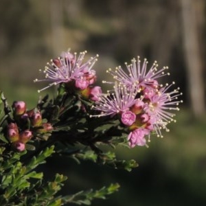 Kunzea parvifolia at Conder, ACT - 20 Oct 2020