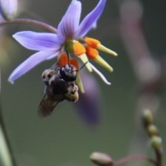 Lasioglossum sp. (genus) (Furrow Bee) at Hughes, ACT - 18 Nov 2020 by LisaH