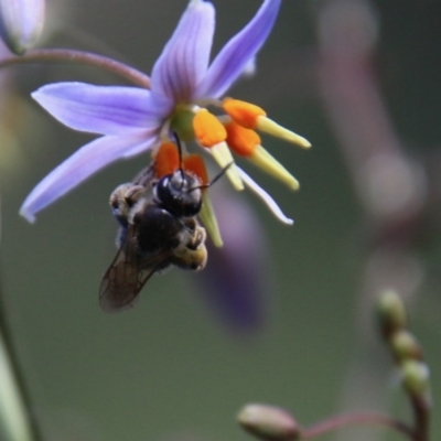 Lasioglossum sp. (genus) (Furrow Bee) at Hughes, ACT - 18 Nov 2020 by LisaH