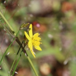 Tricoryne elatior at Hughes, ACT - 18 Nov 2020