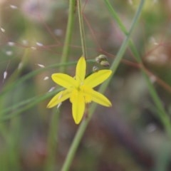 Tricoryne elatior at Hughes, ACT - 18 Nov 2020